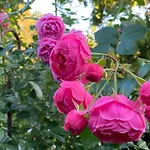 アパート Elisabeth ブランケンハイン