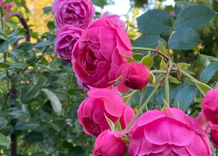 Lägenhet Elisabeth Blankenhain